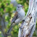 GREY-SHRIKE THRUSH