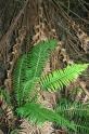 Blechnum.sm