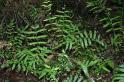 hard water fern sm