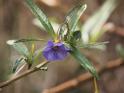 07.1Solanum aviculare